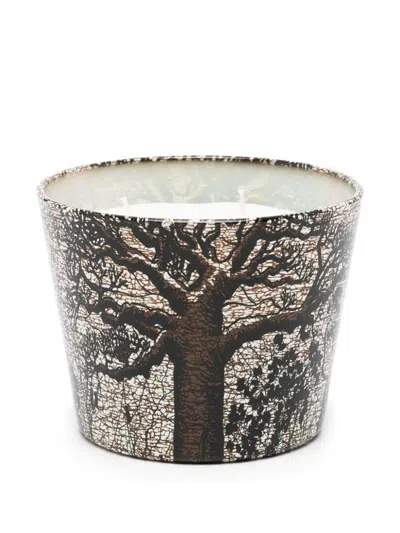 Baobab Collection Sacred Trees Morondo Scented Candle