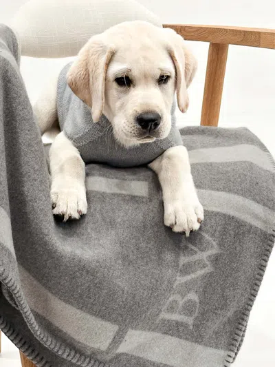 Brochu Walker The Cashmere Dog Hoodie In Brume Grey