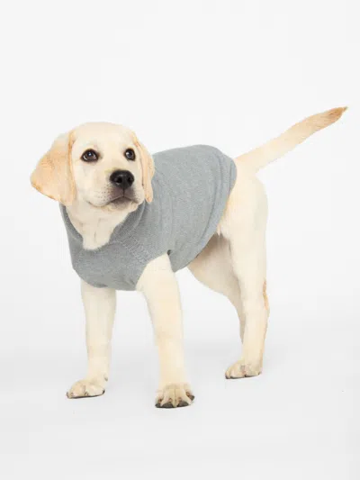 Brochu Walker The Cashmere Dog Hoodie In Brume Grey