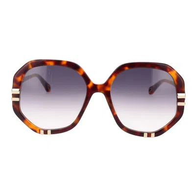 Chloé Havana/ Blue West Sunglasses In Brown
