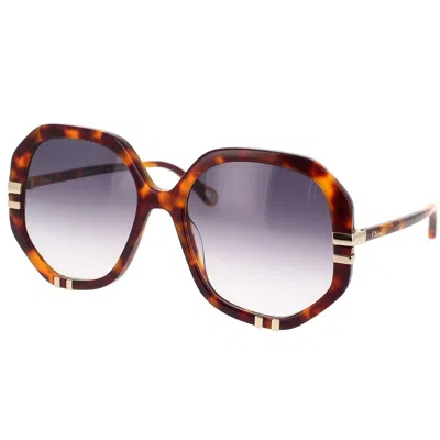Chloé Havana/ Blue West Sunglasses In Brown