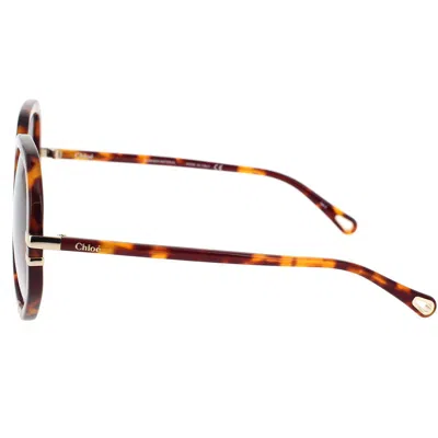 Chloé Havana/ Blue West Sunglasses In Brown
