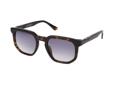 Police Sunglasses In Dark Havana Glossy