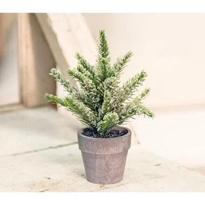 Homegifo Potted Icy Pine 7"