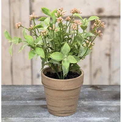 Homegifo Potted Happy Harmony 8"