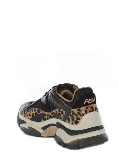 Ash Round-head Sneakers In Black