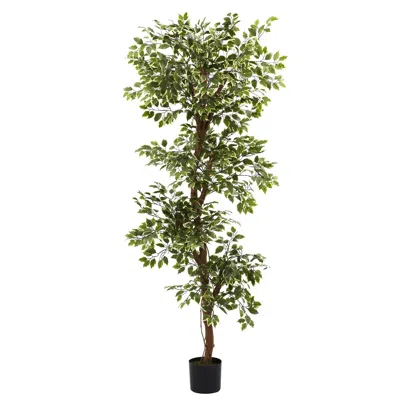 Homplanti 6' Variegated Ficus Tree W/1944 Lvs