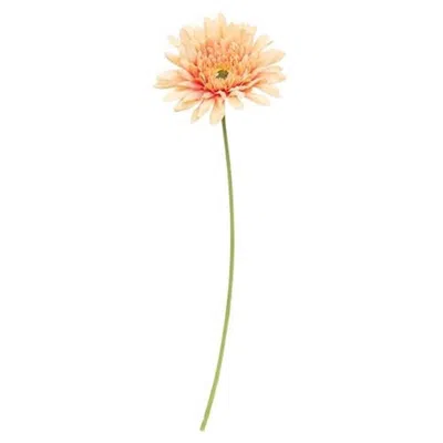 Homegifo *blooming Daisy Stem Dark Pink