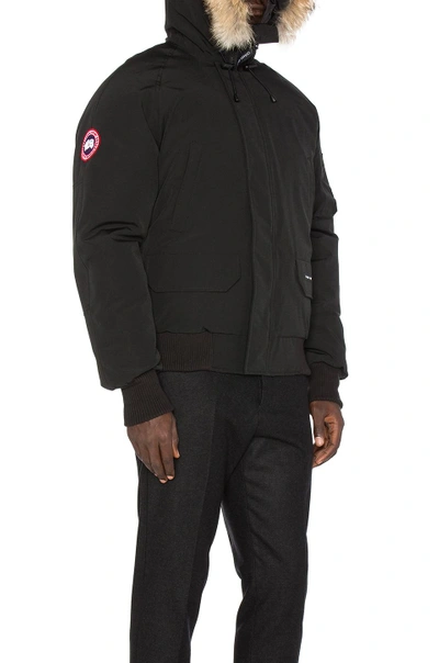 Shop Canada Goose Chilliwack Coyote Fur Trim Bomber In Black