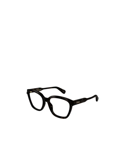 Chloé Eyewear Square Frame Glasses In Dark Brown Hawksbill Turtle