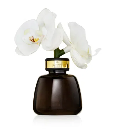 Senti Pepper & Spice The Little Orchid Diffuser In Black