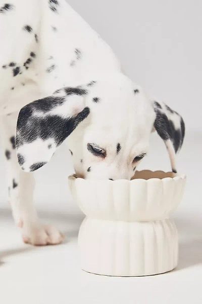 Fringe Studio White Raised Pet Feeder