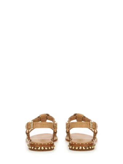 Ash Crocodile Print Sandal With Studs In Brown
