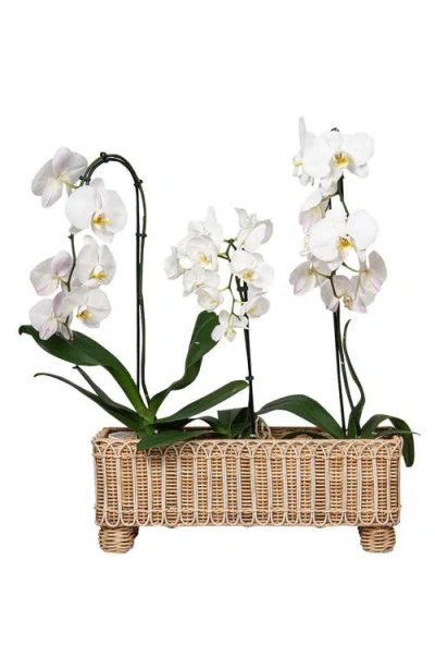 Juliska Provence Rattan Rectangular Planter In Whitewash