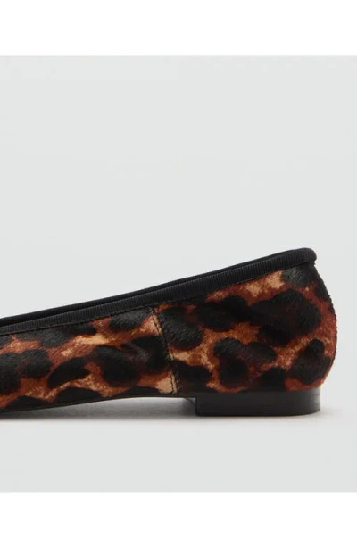 Mango Leopard Print Genuine Calf Hair Ballerina Flat In Black