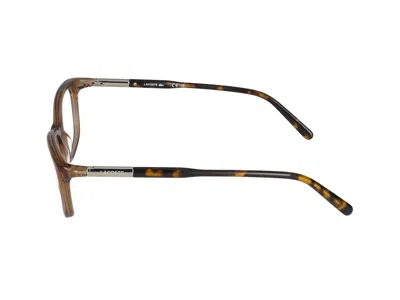 Shop Lacoste Eyeglasses In Brown