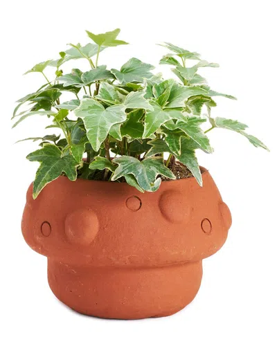 Matr Boomie Rakshana Mushroom Plant Pot