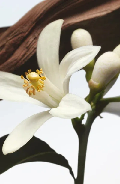 Dries Van Noten Jardin De L'orangerie Eau De Parfum, 3.4 Oz.