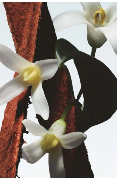 Dries Van Noten Fleur Du Mal Eau De Parfum