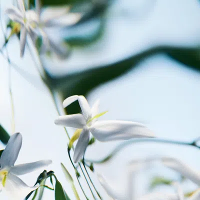 Byredo Blanche Absolu Parfum In Multi
