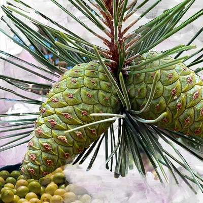 Byredo Gypsy Water Eau De Parfum 100 ml In White