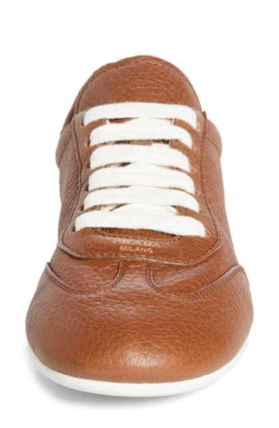 Prada Low Top Sneaker In Brown