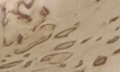 Miyabi Birchwood Sg2 7pc Knife Block Set