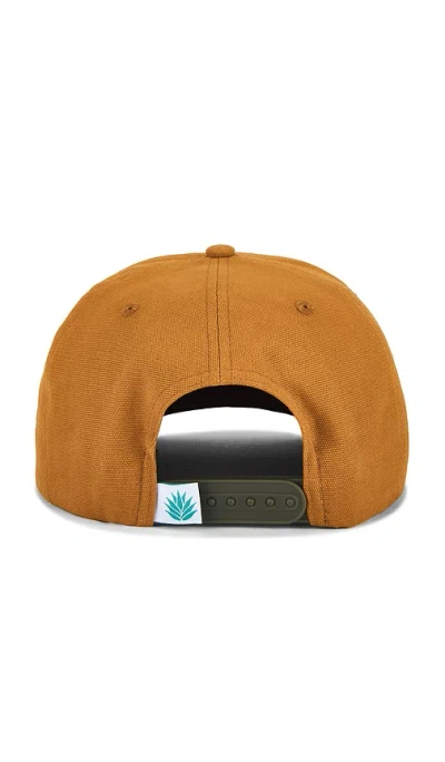 Sendero Provisions Co. Bear Cap In Gold