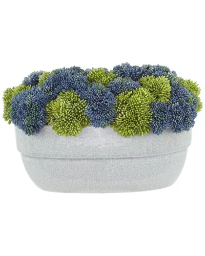 Creative Displays Assorted Sedum In Ceramic Pot In Multi