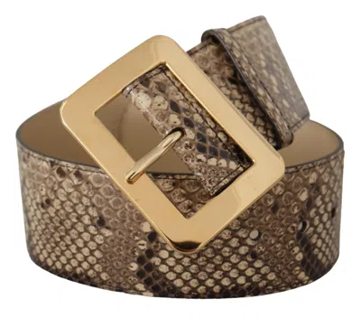 Dolce & Gabbana Brown Exotic Wide Waist Leather Gold Metal Buckle Belt In Brown