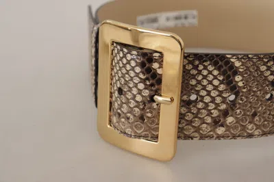 Dolce & Gabbana Brown Exotic Wide Waist Leather Gold Metal Buckle Belt In Brown