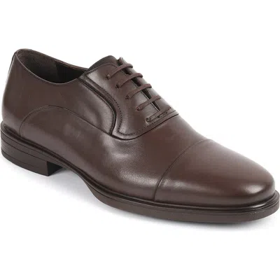 Vellapais Babuino Cap Toe Oxford In Brown
