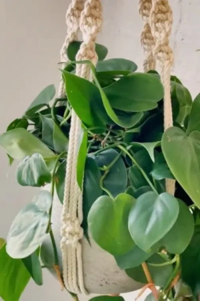 Pillowpia Trina Plant Hanger