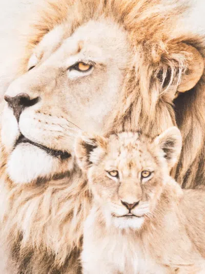 Molo Roxo Lion-print T-shirt In White