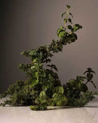 Homecourt Cipres Mint Candle In Gray