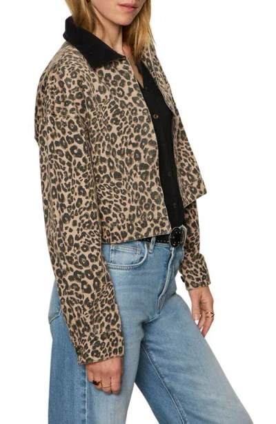 Sanctuary Leopard Print Crop Barn Jacket In Brown