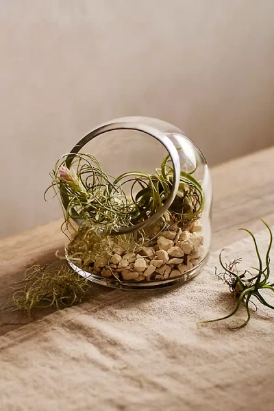 Terrain Dome Open Terrarium