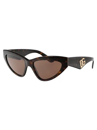 Dolce & Gabbana Havana Acetate Sunglasses In Brown