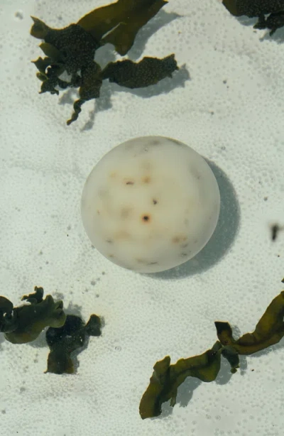 Summer Solace Tallow Sea Change Seaweed Sphere Soap In Multi