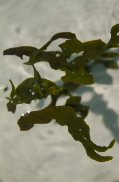 Summer Solace Tallow Sea Change Seaweed Sphere Soap In Multi