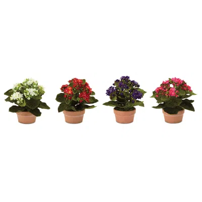 Melrose International Set Of 4 Assorted Kalanchoe Flower In Terra Cotta