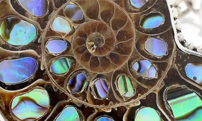 Samuel B. Tulang Naga Fossil Bracelet In Metallic