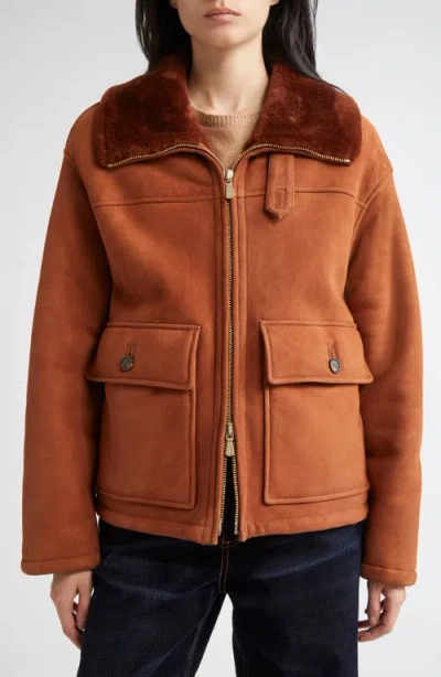 Eleventy Genuine Merino Shearling Aviator Jacket In Brown