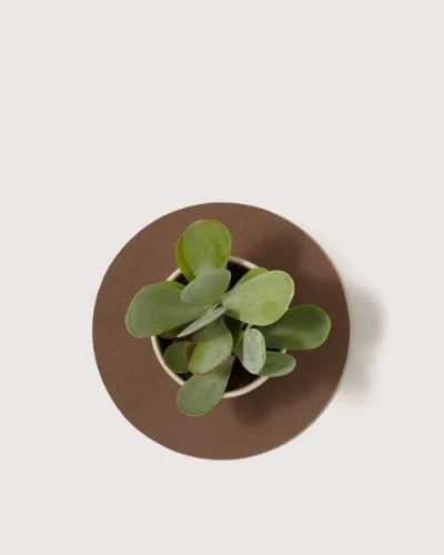 Graf & Lantz Graf Lantz Merino Wool 10" Round Trivet In Brown