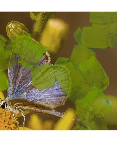 Byredo Animalique Eau De Parfum In Transparent