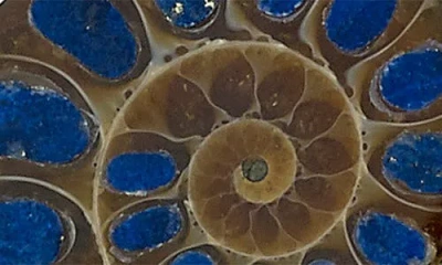 Samuel B. Lapis Ammonite Fossil Drop Earrings In Multi