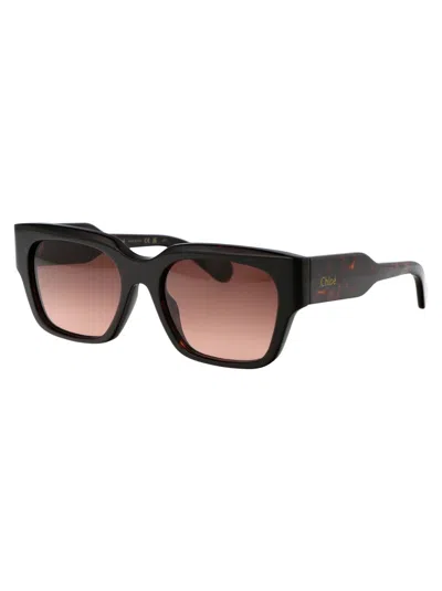 Chloé Havana-havana-copper Acetate Sunglasses In Black