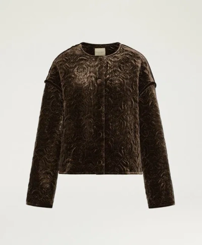 Momoní Jacquard Velvet Jacket In Brown