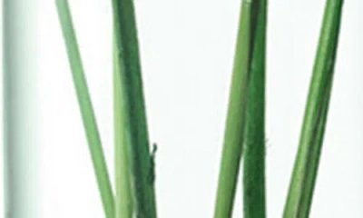 Lsa Canopy Set Of 3 Vases In Green