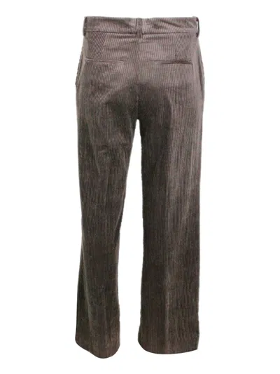 Antonelli Brown Trousers With Belt Loops In Velvet Woman In Multi
